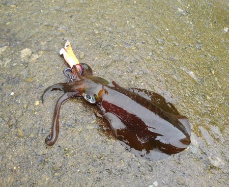 越前海岸でエギング